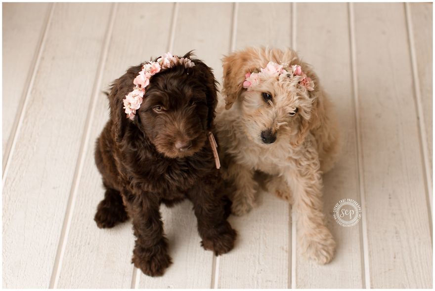 Puppy &#8216;Newborn&#8217; Pictures: I Dressed Up My Dogs
