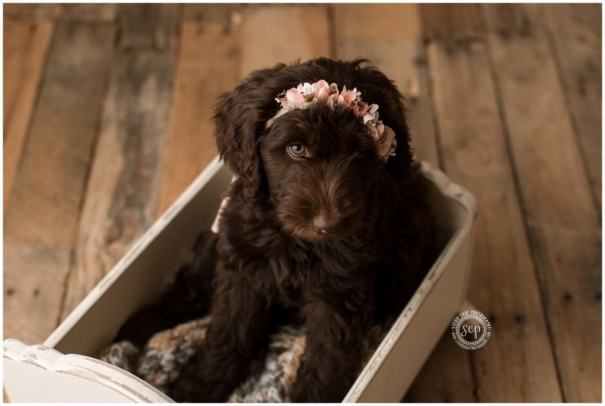 Puppy &#8216;Newborn&#8217; Pictures: I Dressed Up My Dogs