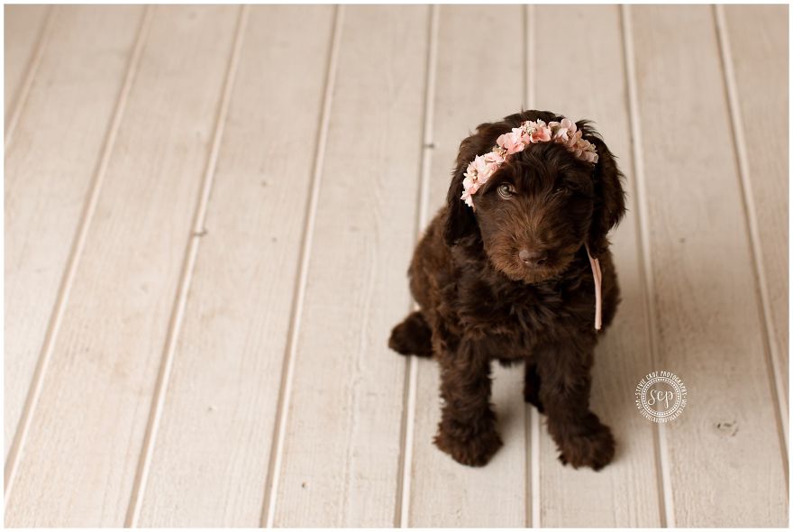 Puppy &#8216;Newborn&#8217; Pictures: I Dressed Up My Dogs