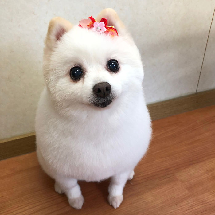 62 Dogs That Had The Makeovers Of Their Lives Done By Japanese Dog Groomer