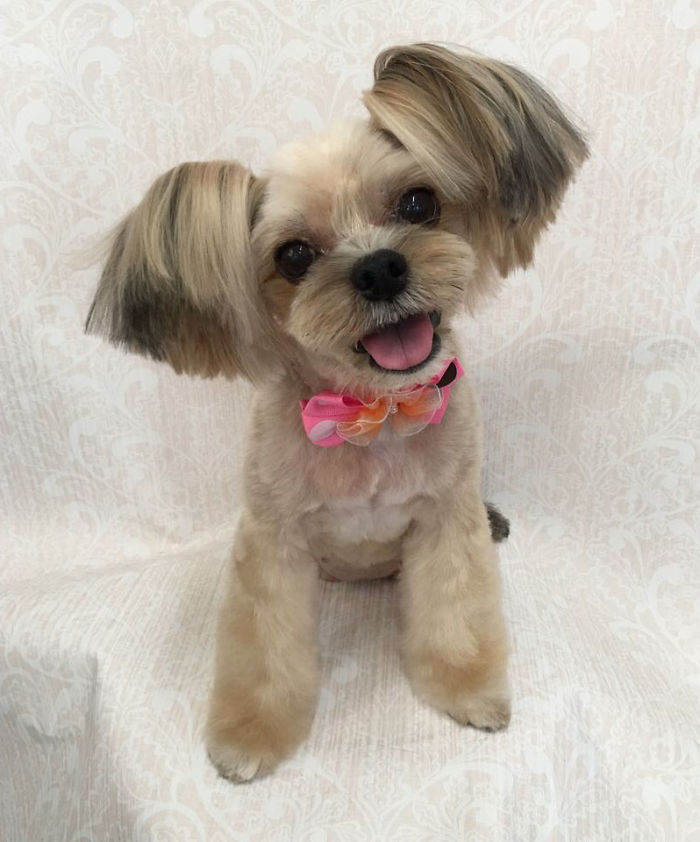 62 Dogs That Had The Makeovers Of Their Lives Done By Japanese Dog Groomer