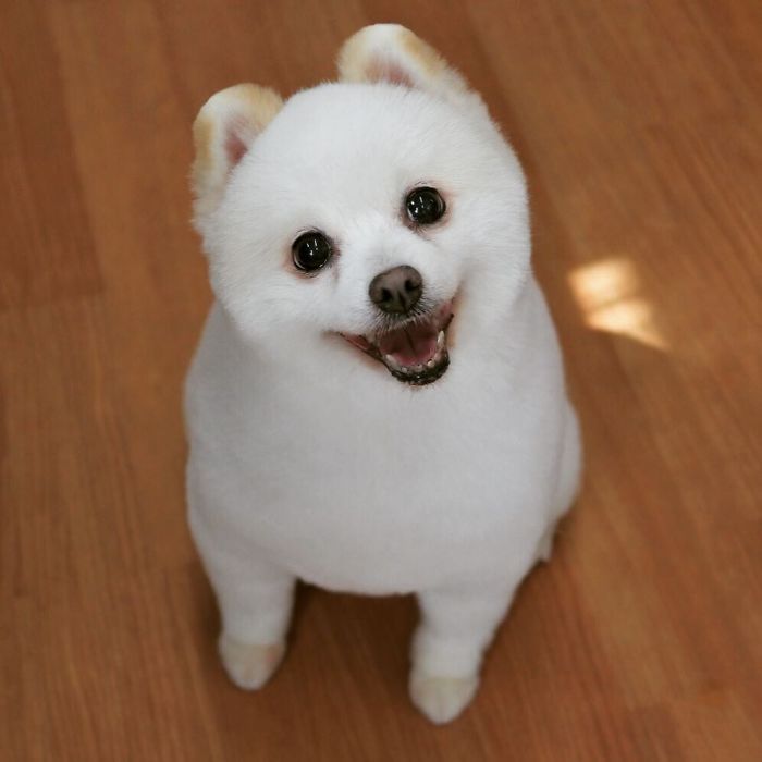 62 Dogs That Had The Makeovers Of Their Lives Done By Japanese Dog Groomer