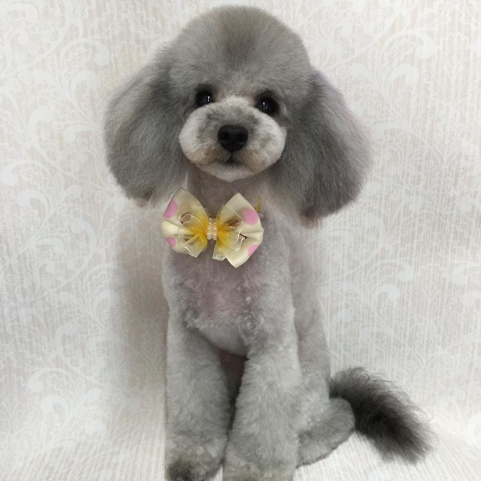 62 Dogs That Had The Makeovers Of Their Lives Done By Japanese Dog Groomer