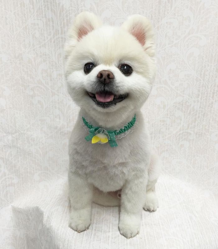 62 Dogs That Had The Makeovers Of Their Lives Done By Japanese Dog Groomer