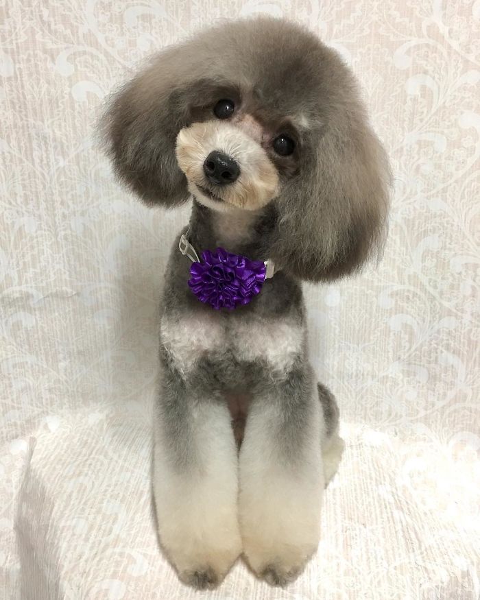 62 Dogs That Had The Makeovers Of Their Lives Done By Japanese Dog Groomer