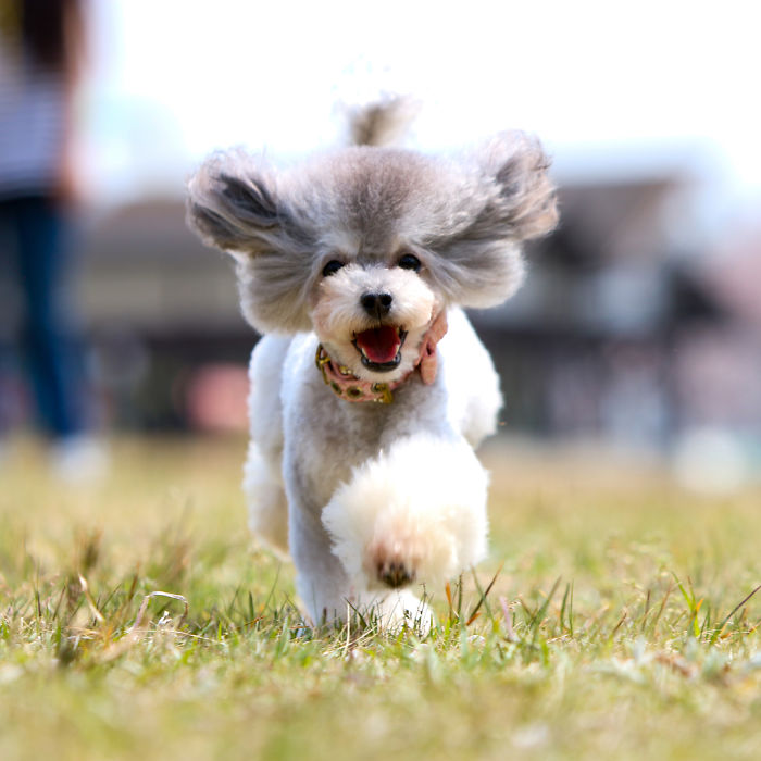 62 Dogs That Had The Makeovers Of Their Lives Done By Japanese Dog Groomer