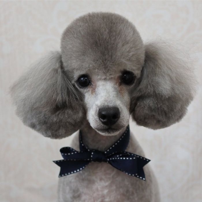62 Dogs That Had The Makeovers Of Their Lives Done By Japanese Dog Groomer