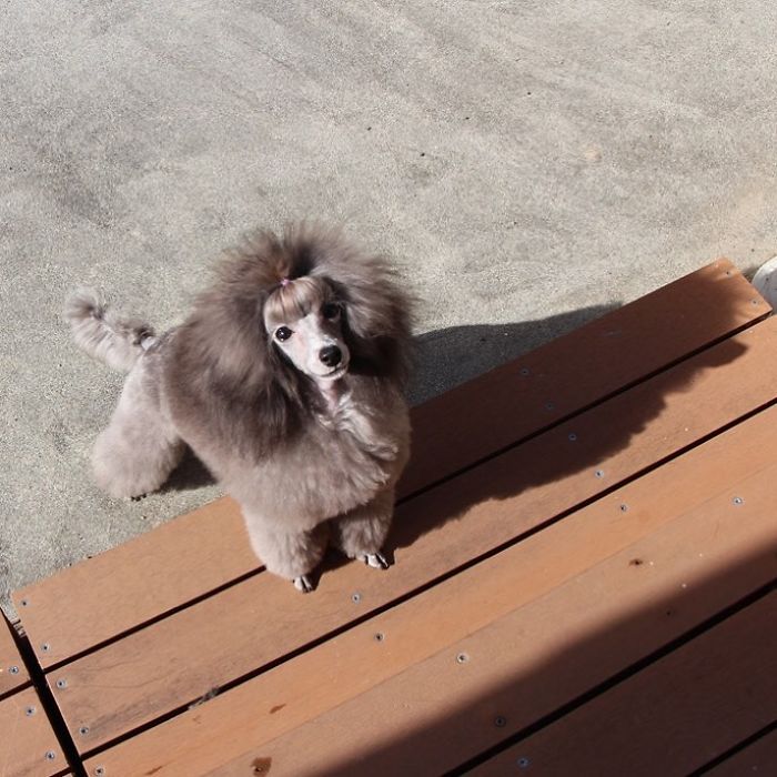 62 Dogs That Had The Makeovers Of Their Lives Done By Japanese Dog Groomer