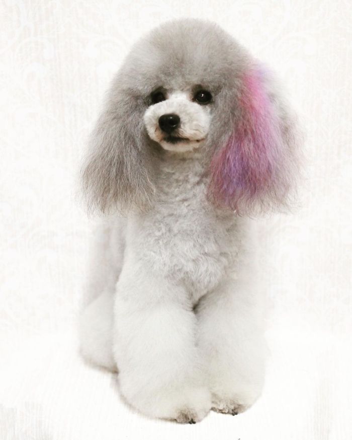 62 Dogs That Had The Makeovers Of Their Lives Done By Japanese Dog Groomer