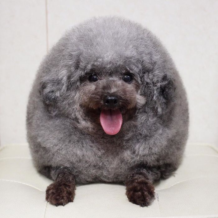62 Dogs That Had The Makeovers Of Their Lives Done By Japanese Dog Groomer