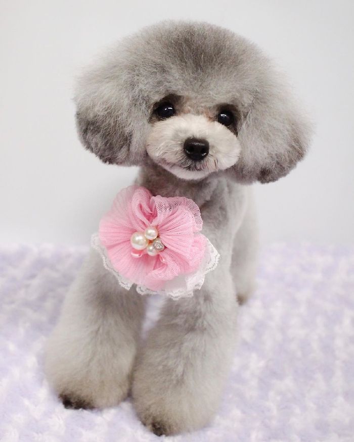 62 Dogs That Had The Makeovers Of Their Lives Done By Japanese Dog Groomer