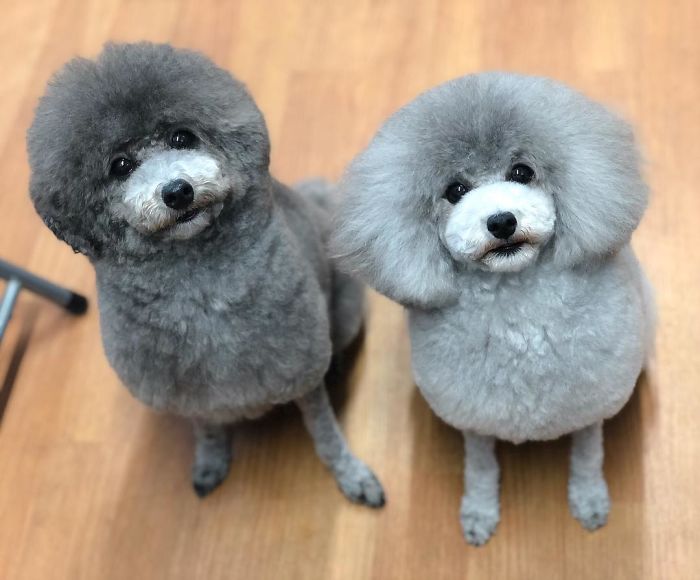 62 Dogs That Had The Makeovers Of Their Lives Done By Japanese Dog Groomer