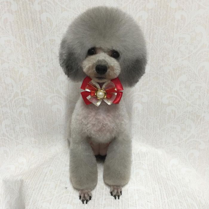 62 Dogs That Had The Makeovers Of Their Lives Done By Japanese Dog Groomer