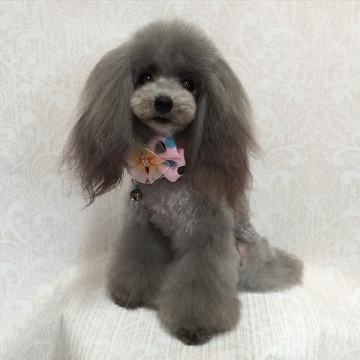 62 Dogs That Had The Makeovers Of Their Lives Done By Japanese Dog Groomer
