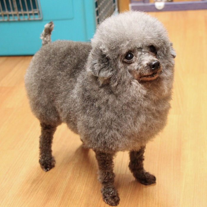 62 Dogs That Had The Makeovers Of Their Lives Done By Japanese Dog Groomer