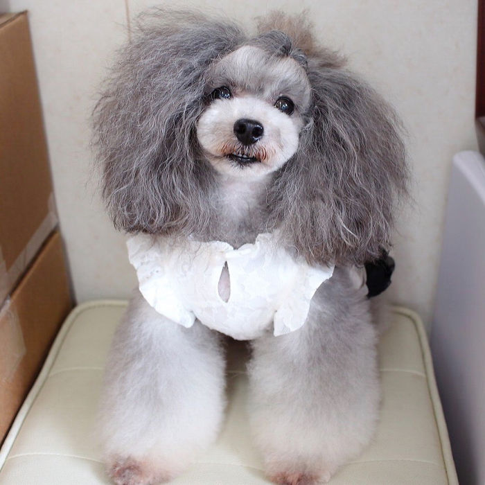 62 Dogs That Had The Makeovers Of Their Lives Done By Japanese Dog Groomer