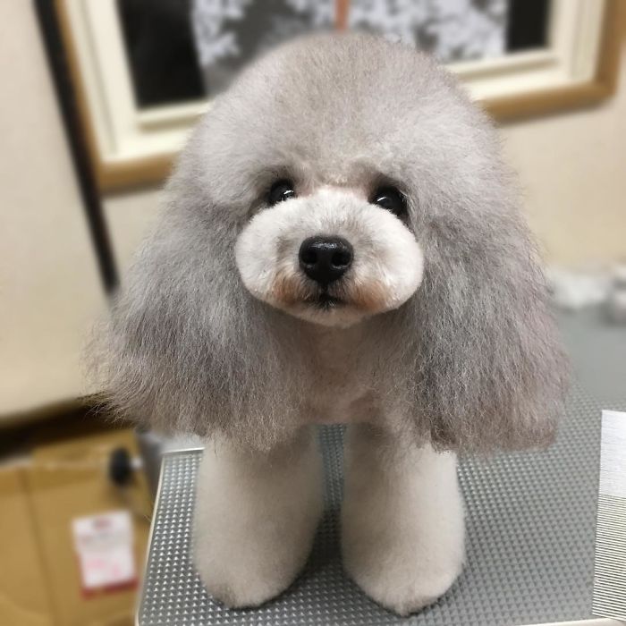 62 Dogs That Had The Makeovers Of Their Lives Done By Japanese Dog Groomer