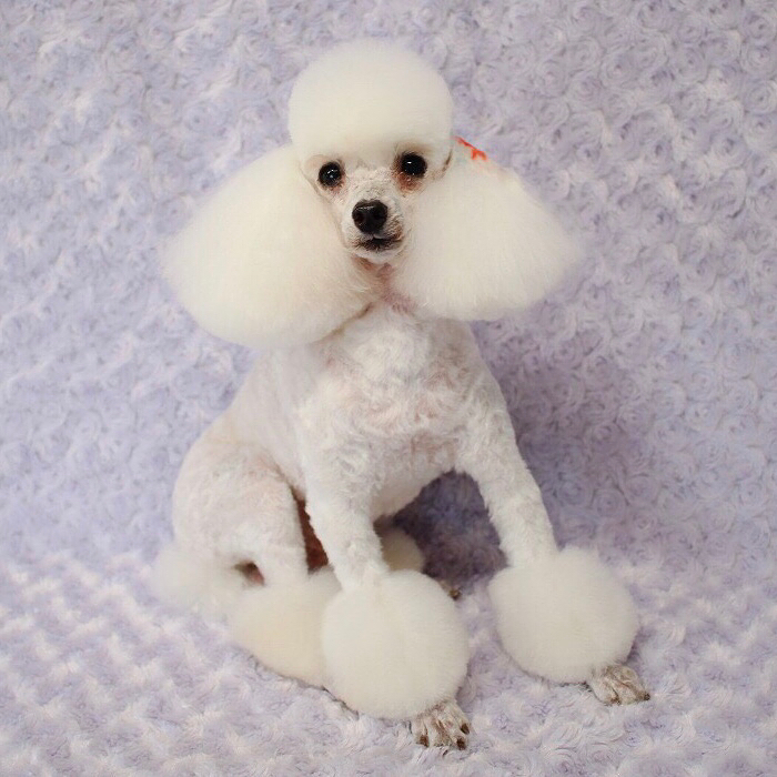 62 Dogs That Had The Makeovers Of Their Lives Done By Japanese Dog Groomer