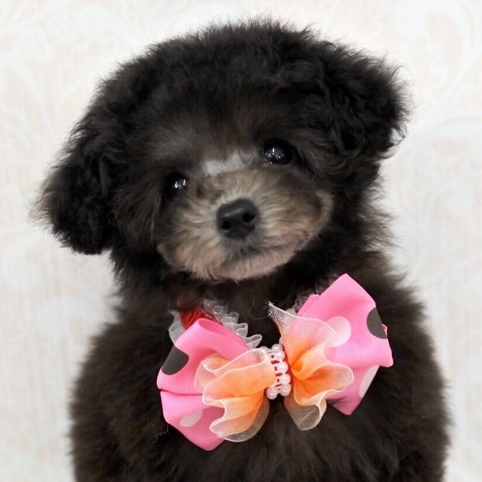 62 Dogs That Had The Makeovers Of Their Lives Done By Japanese Dog Groomer