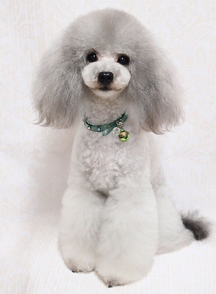 62 Dogs That Had The Makeovers Of Their Lives Done By Japanese Dog Groomer