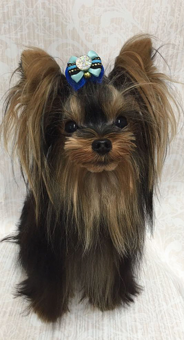 62 Dogs That Had The Makeovers Of Their Lives Done By Japanese Dog Groomer