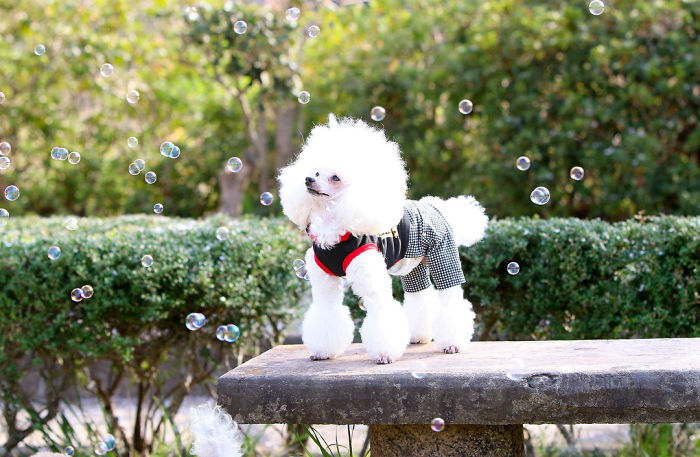 62 Dogs That Had The Makeovers Of Their Lives Done By Japanese Dog Groomer