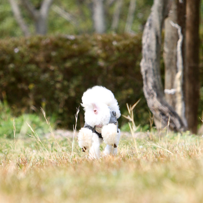 62 Dogs That Had The Makeovers Of Their Lives Done By Japanese Dog Groomer