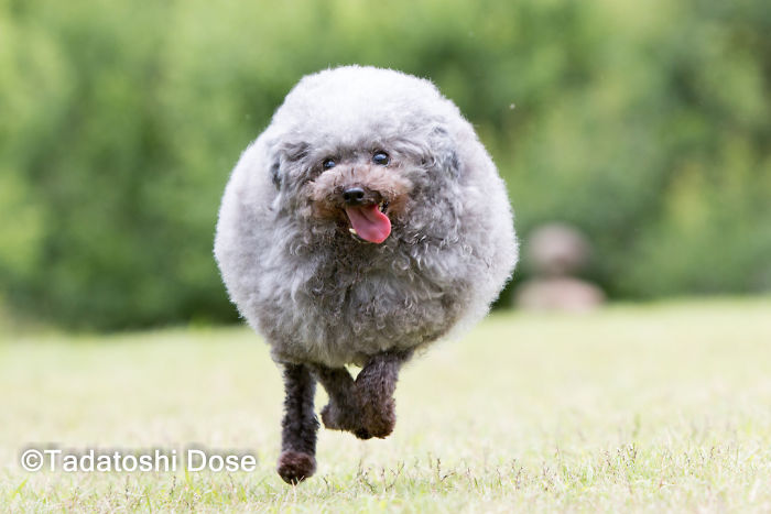 62 Dogs That Had The Makeovers Of Their Lives Done By Japanese Dog Groomer