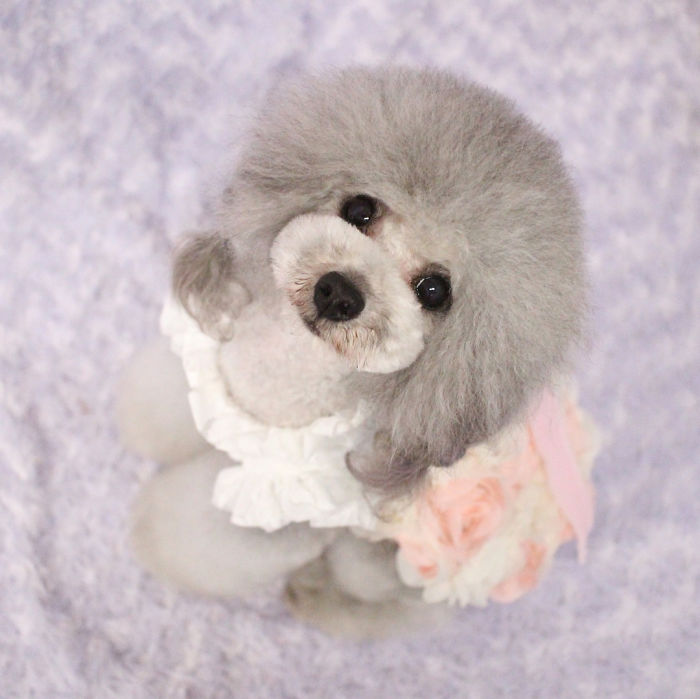 62 Dogs That Had The Makeovers Of Their Lives Done By Japanese Dog Groomer