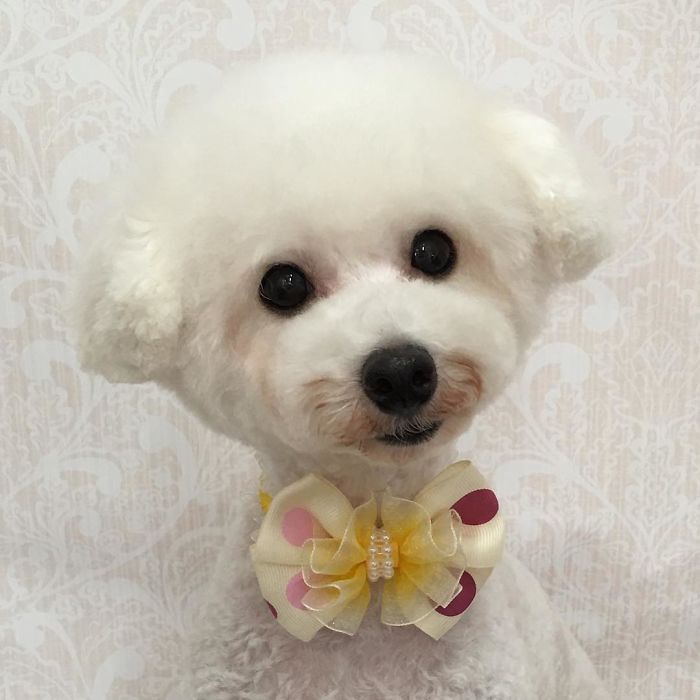 62 Dogs That Had The Makeovers Of Their Lives Done By Japanese Dog Groomer
