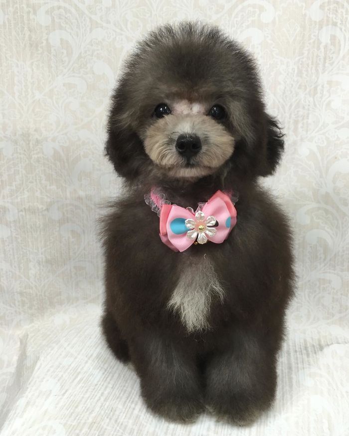 62 Dogs That Had The Makeovers Of Their Lives Done By Japanese Dog Groomer