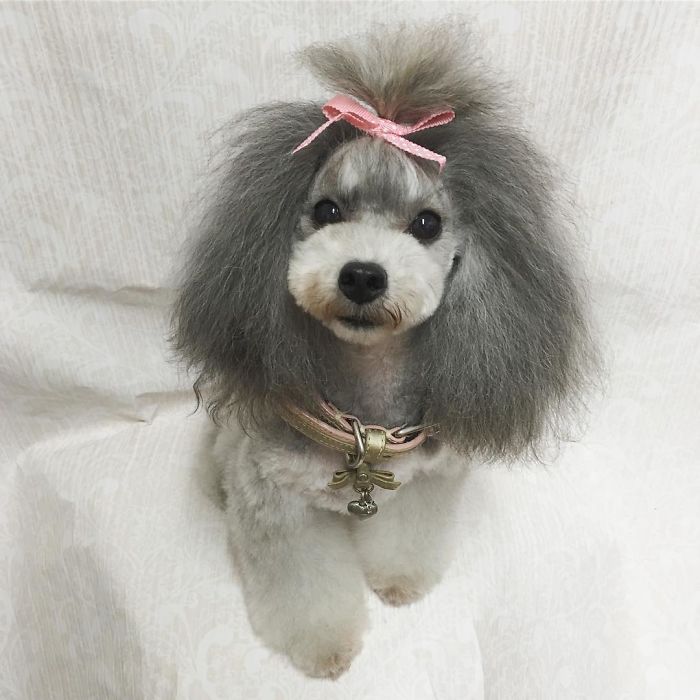62 Dogs That Had The Makeovers Of Their Lives Done By Japanese Dog Groomer