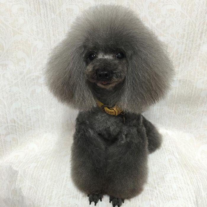 62 Dogs That Had The Makeovers Of Their Lives Done By Japanese Dog Groomer