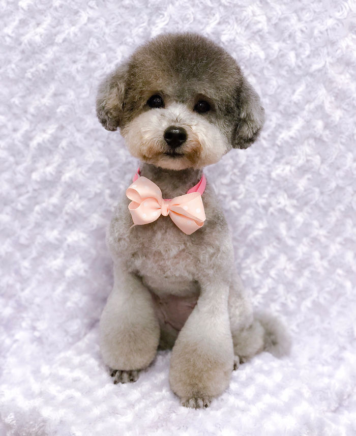 62 Dogs That Had The Makeovers Of Their Lives Done By Japanese Dog Groomer