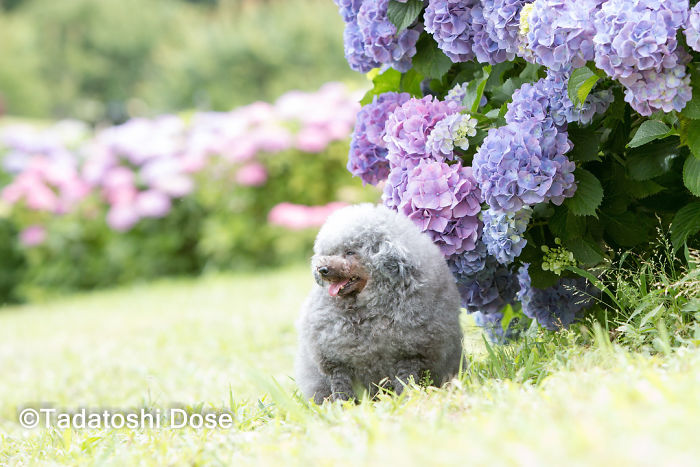 62 Dogs That Had The Makeovers Of Their Lives Done By Japanese Dog Groomer