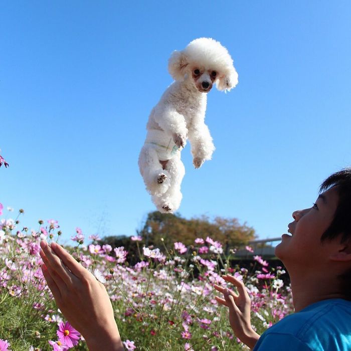 62 Dogs That Had The Makeovers Of Their Lives Done By Japanese Dog Groomer