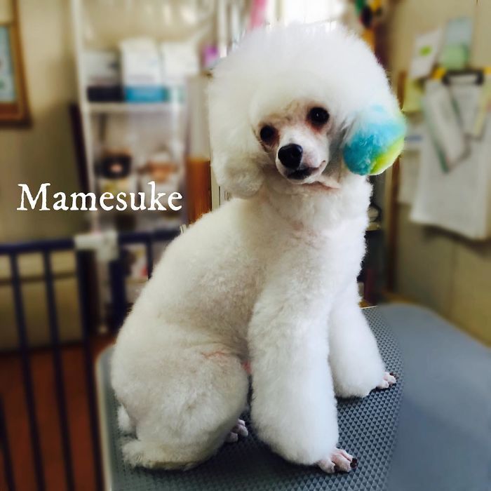 62 Dogs That Had The Makeovers Of Their Lives Done By Japanese Dog Groomer