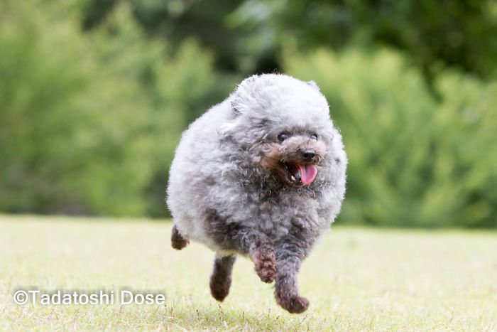 62 Dogs That Had The Makeovers Of Their Lives Done By Japanese Dog Groomer