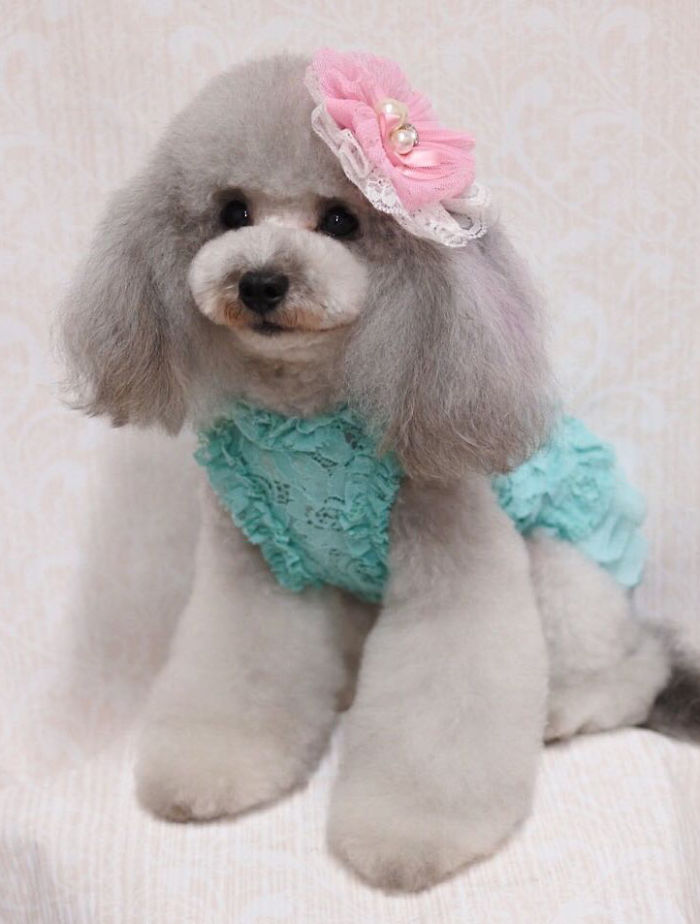 62 Dogs That Had The Makeovers Of Their Lives Done By Japanese Dog Groomer