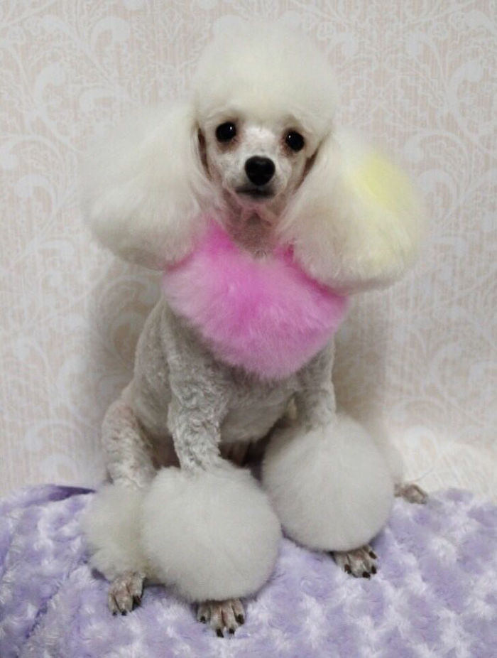 62 Dogs That Had The Makeovers Of Their Lives Done By Japanese Dog Groomer