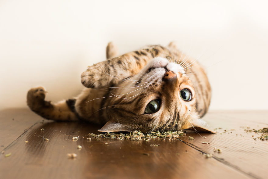 I Take Photos Of Cats High On Catnip, And It’s Sooo Much Fun (19 Pics) I Take Photos Of Cats High On Catnip, And It’s Sooo Much Fun (19 Pics)