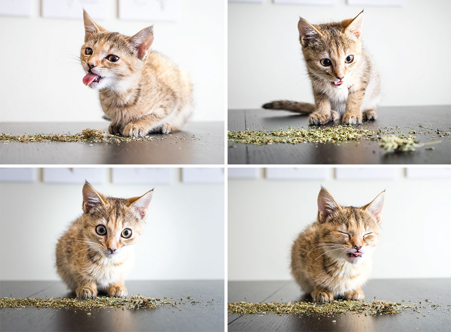 I Take Photos Of Cats High On Catnip, And It’s Sooo Much Fun (19 Pics) I Take Photos Of Cats High On Catnip, And It’s Sooo Much Fun (19 Pics)