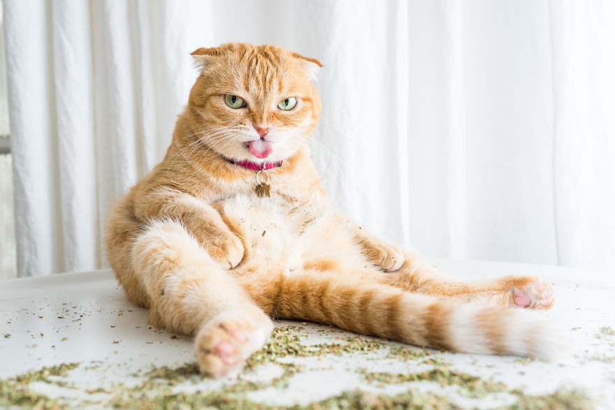 I Take Photos Of Cats High On Catnip, And It’s Sooo Much Fun (19 Pics) I Take Photos Of Cats High On Catnip, And It’s Sooo Much Fun (19 Pics)