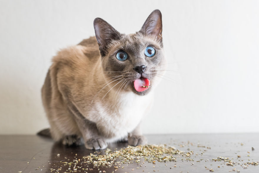 I Take Photos Of Cats High On Catnip, And It’s Sooo Much Fun (19 Pics) I Take Photos Of Cats High On Catnip, And It’s Sooo Much Fun (19 Pics)