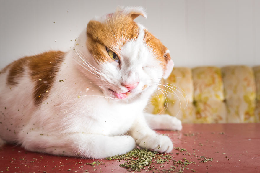 I Take Photos Of Cats High On Catnip, And It’s Sooo Much Fun (19 Pics) I Take Photos Of Cats High On Catnip, And It’s Sooo Much Fun (19 Pics)