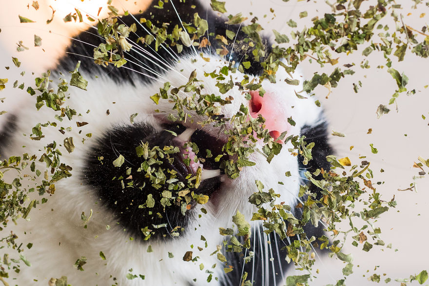 I Take Photos Of Cats High On Catnip, And It’s Sooo Much Fun (19 Pics) I Take Photos Of Cats High On Catnip, And It’s Sooo Much Fun (19 Pics)