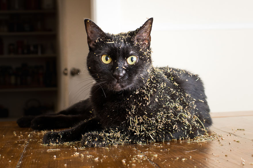 I Take Photos Of Cats High On Catnip, And It’s Sooo Much Fun (19 Pics) I Take Photos Of Cats High On Catnip, And It’s Sooo Much Fun (19 Pics)