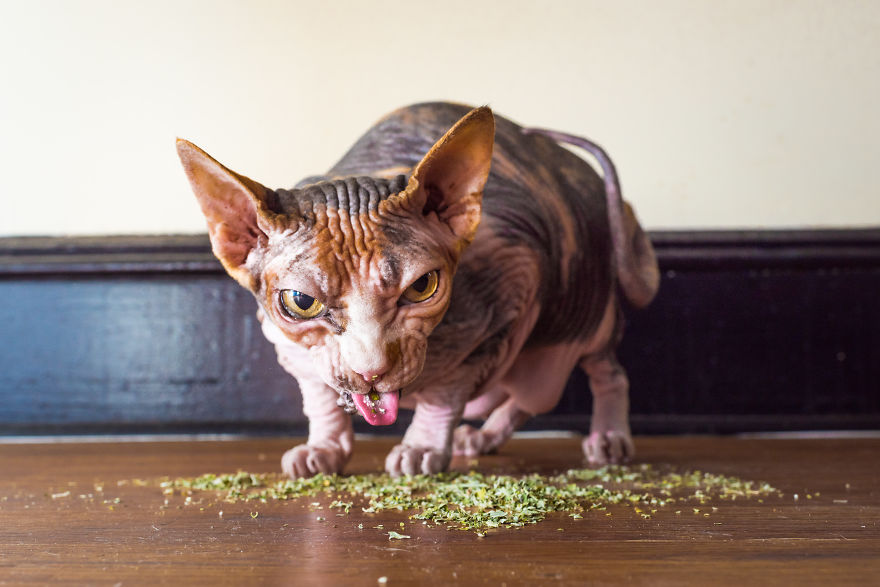 I Take Photos Of Cats High On Catnip, And It’s Sooo Much Fun (19 Pics) I Take Photos Of Cats High On Catnip, And It’s Sooo Much Fun (19 Pics)
