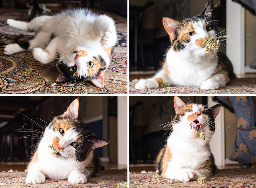 I Take Photos Of Cats High On Catnip, And It’s Sooo Much Fun (19 Pics) I Take Photos Of Cats High On Catnip, And It’s Sooo Much Fun (19 Pics)