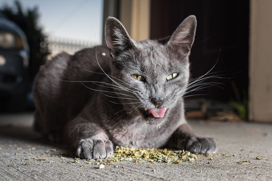 I Take Photos Of Cats High On Catnip, And It’s Sooo Much Fun (19 Pics) I Take Photos Of Cats High On Catnip, And It’s Sooo Much Fun (19 Pics)